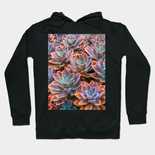 Echeveria Hoodie by runlenarun